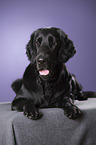 lying Flat Coated Retriever