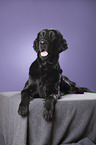 lying Flat Coated Retriever