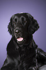 Flat Coated Retriever Portrait