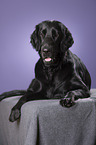 lying Flat Coated Retriever