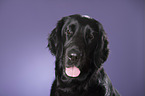 Flat Coated Retriever Portrait