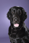 Flat Coated Retriever Portrait