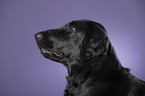 Flat Coated Retriever Portrait