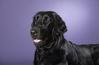 Flat Coated Retriever Portrait