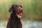 Flat Coated Retriever Portrait