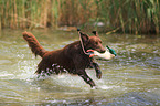 retrieving Flat Coated Retriever