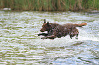 jumping Flat Coated Retriever