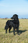 standing Flat Coated Retriever