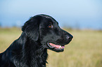 Flat Coated Retriever Portrait