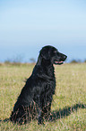 Flat Coated Retriever Portrait