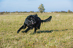 running Flat Coated Retriever