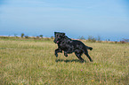 running Flat Coated Retriever