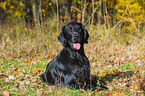 lying Flat Coated Retriever