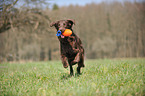 playing Flat Coated Retriever