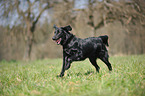 running Flat Coated Retriever