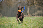 playing Flat Coated Retriever