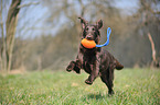 playing Flat Coated Retriever