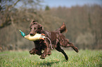 retrieving Flat Coated Retriever