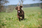 Flat Coated Retriever Puppy