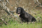 Flat Coated Retriever Puppy