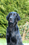 Flat Coated Retriever Portrait