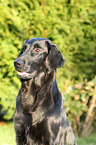 Flat Coated Retriever Portrait