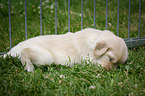 blonde Flat Coated Retriever Puppy