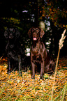 Flat Coated Retriever