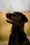 Flat Coated Retriever Portrait