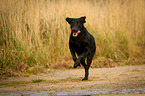 running Flat Coated Retriever