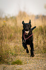 running Flat Coated Retriever