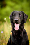 Flat Coated Retriever Portrait