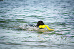 swimming Flat Coated Retriever