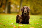 lying Flat Coated Retriever