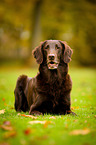 lying Flat Coated Retriever