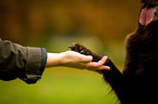 Flat Coated Retriever gives paw