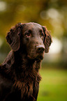 Flat Coated Retriever Portrait