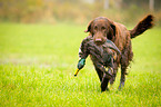 Flat Coated Retriever on duck hunting