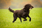 Flat Coated Retriever plays with stick