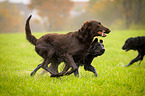 Flat Coated Retriever plays with stick
