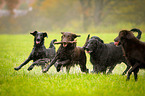 Flat Coated Retriever plays with stick