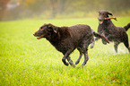 Flat Coated Retriever plays with stick