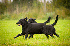 running Flat Coated Retriever