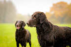 Flat Coated Retriever Portrait