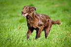 running Flat Coated Retriever