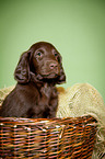 Flat Coated Retriever Puppy in basket