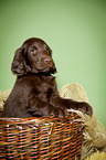 Flat Coated Retriever Puppy in basket