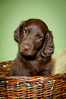 Flat Coated Retriever Puppy in basket