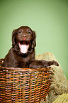 Flat Coated Retriever Puppy in basket