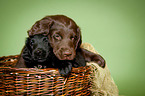 Flat Coated Retriever Puppy in basket